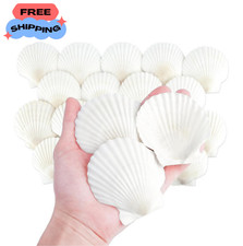 Natural Scallop Shells 20PCS 3 Inch Large White Seashells for Crafts DIY Decor picture