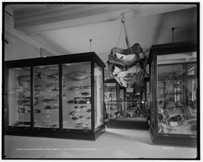 Brooklyn New York 1900s Brooklyn Museum Natural History Gallery Interior picture