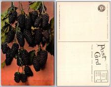 Exaggeration Mammoth Blackberries Branch Leaves Postcard picture
