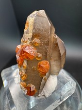 6851 Bright Orange Garnets on and in Smoky Quartz Point  Fu Jian 12g picture