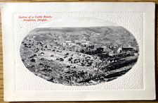 1910 ca. PENDLETON, OREGON antique photo postcard SECTION OF CATTLE RANCH picture