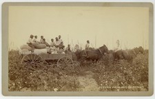 African American Sharecroppers 1870 Black Cotton Picking Cabinet Card 8x5 Worker picture