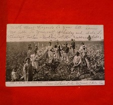 RPPC 1906 Rare early Black Workers In Cottonfield.  Photo Taken 1890 Black White picture