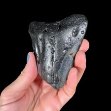 Genuine Prehistoric Megalodon Tooth- Fossil Collector Gifts 5.2oz (OBX064) picture