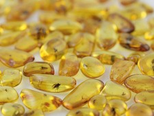 Lot of 5 Genuine  BALTIC AMBER Pieces w FOSSIL INSECTS picture