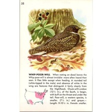 Whip-Poor-Will More Often Heard Than Seen 1964 Bird Book Plate Print SAI5-H1 picture