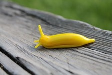 Yellow Spotted Slug glass sculpture GLASS SLUG lampwork Glass Animals picture