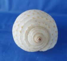 Spotted Tun Seashell Tonna Dolium 2 1/2