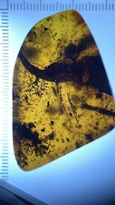 Huge Majestic Leaf 🍂 Inclusion, Rare Fossil Genuine Burmite Amber, 98myo picture