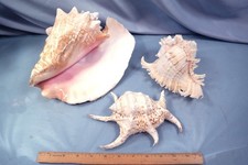 3pc Lot Large Sea Shells Queen & Spider Conch Shell Ramosus Seashell picture