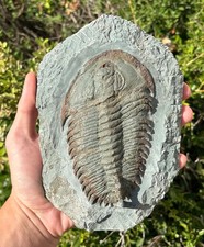 RARE Fossil Trilobite Longianda termieri Cambrian Age Morocco Bug in Matrix picture