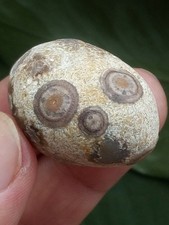 35mm Natural Gobi agate eye agate stone collection picture