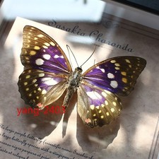 Sasakia Charonda Purple Emperor Butterfly Framed Specimen Desktop Decor Ornament picture