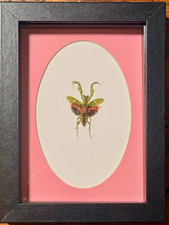 Jeweled Flower Mantis (Creobroter gemmatus) Vietnam , Real Framed Insect picture