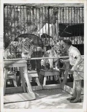 1948 Press Photo Zoo worker trains captive tigers - lra73385 picture