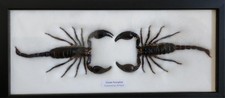 2 REAL BIG SCORPIONS TAXIDERMY INSECTS IN FRAME 6