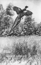 1946 Pheasant Nebraska NE Flying Real Photo RPPC Postcard picture
