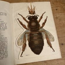 Antique Honey Bee Anatomical Chart - RARE - Book Insert - Early 1900s Fold Out picture