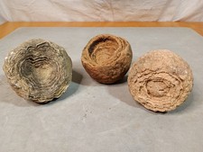  Stromatolite Fossils picture