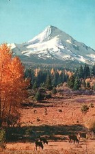 Vintage Postcard View of The Red Golden Tree Mount Hood Oregon OR picture