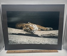 Tiger Sleeping At Zoo Professional Photo 12” X 8” With Black Heavy Paper Back picture