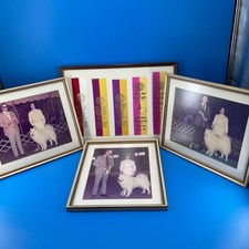 AKC Samoyed Dog Show Best of Breed and Variety Ribbon Photo 70s Purina St Louis picture