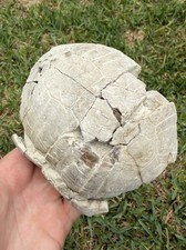 Fossil Tortoise from the White River Badlands, Nebraska, Stylemys Nebrascensis picture
