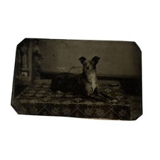 Antique 1883 Tintype Photo Dog on Carpet Original Ferrotype Photograph picture
