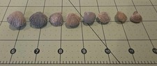 Lot of 8 PC BRACHIOPOD Fossils Box Z  picture