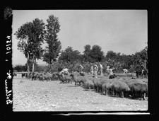 Photo:Dothan Alabama 1930s Sheep Herding Scene Farmers picture