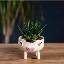 Handmade Ceramic Cow Planter, Farmhouse Succulent Pot, Mini Animal Vase picture
