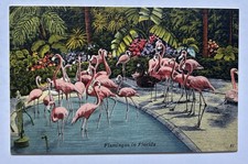 Flamingos Tropical Hobbyland Miami FL Wading Pool Birds Linen Postcard E11 picture