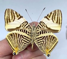 Nymphalidae Colobura cryptica Sapkota, Orellana & Willmott, 2026** NEW Species** picture