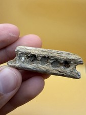 PREHISTORIC FOSSIL DOLPHIN JAWBONE With TOOH SOCKETS - OLIGOCENE OF S. CAROLINA picture
