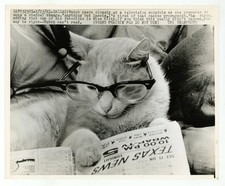 Butch The Cat 1961 Vintage Feline Humor Sarcastic 8x10 Photo J15997 picture