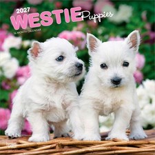 Westie Puppies 2026-2027 Wall Calendar Cute West Highland Terrier 12 x 12 Inches picture