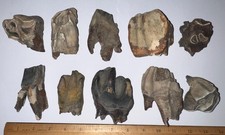 BARGAIN Ice Age Fossil COELODONTA Molar Tooth Lot of 10 3.7 to 2.2 IN picture