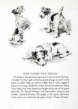 Wire Fox Terrier 