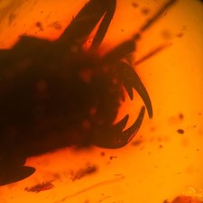 TIGER BEETLE remains in Burmese / Burmite amber fossil / 100% genuine  picture