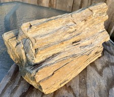 OUTSTANDING* 38 Lb~18” Long Petrified Wood~Huge Log~Druzy Patches~Great Details picture