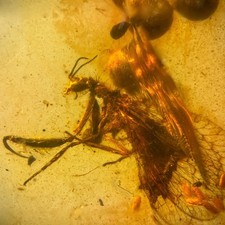 Mantisfly in Burmese / Burmite amber fossil / 100% genuine amber  picture