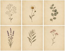 Vintage Wildflower Botanical Wall Art 8x10 Cottagecore Farmhouse Floral Print V1 picture