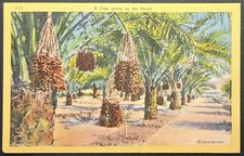 Arizona Date Grove Postcard – Desert Palm Trees & Date Gardens – Frasher Foto picture