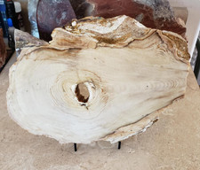 2.6kg Petrified Wood Slab Oregon | Fossilized Tree Wood Specimen Quartz picture