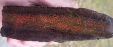 Agatized Dinosaur Gem Bone Natural Red Multicolor Roughcut 433g Specimen Cab picture