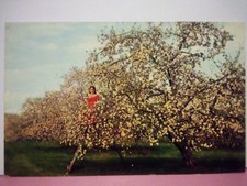 Murphysboro Illinois peach orchard blossoms 50s picture