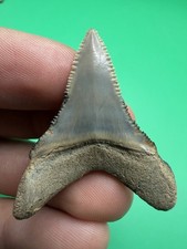 TWO TONED LOWER GREAT WHITE SHARK TOOTH NORTH CAROLINA 1.71” ALL NATURAL picture