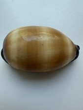 Mole cowrie Shell (3115) picture