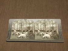 VINTAGE STEREOVIEW STEREOSCOPE CARD PALMS OF MEMPHIS EGYPT picture