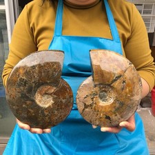 2pcs 5.43LB Natural Beautiful Ammonite Fossil Conch Crystal Specimen Healing picture